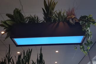 Moderne hangplant-installatie boven rechthoekig blauwe LED-paneel aan plafond met ferns, siergrassen en klimplanten in kantoo