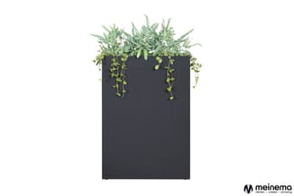Zwarte rechthoekige plantenbak met grijsgroene en groene hangplanten tegen witte achtergrond.