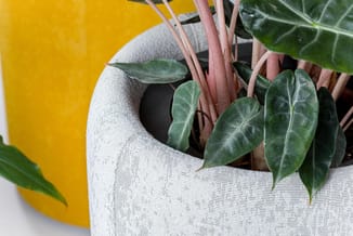 Witte stoffenpot met zwarte binnenwerk en groen plant met roze stengels tegen gele achtergrond.