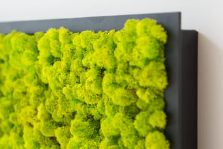 Groen gepreserveerd mos op grijze wandpaneel, close-up van textuurstructuur en kleurvariatie.