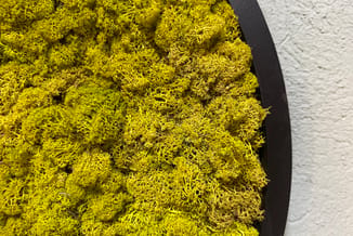 Groen mos in zwarte ronde pot tegen witte muur, decoratief natuurmateriaal voor kantoorinrichting.