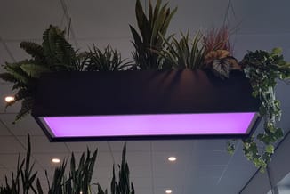 Zwarte plantenbak met LED-verlichting in paars/magenta aan plafond, beplant met varens, dracaena en siergrassen.